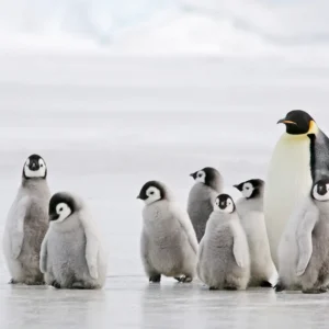 ترامب وقصة البطريق