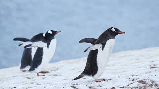 قصة البطريق